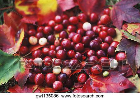 Close-up of berries on leaves View Large Photo Image Stock Photograph - Close-up of berries on leaves. Fotosearch