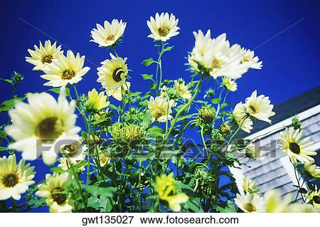 Close-up of flowers View Large Photo Image Stock Photo - Close-up of flowers. Fotosearch