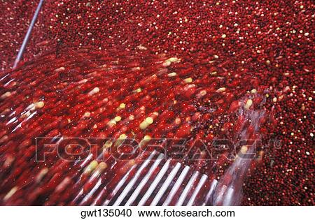 Close-up of red berries View Large Photo Image Stock Image - Close-up of red berries. Fotosearch
