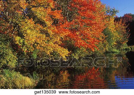 Reflection of trees in water View Large Photo Image Stock Photo - Reflection of trees in water. Fotosearch