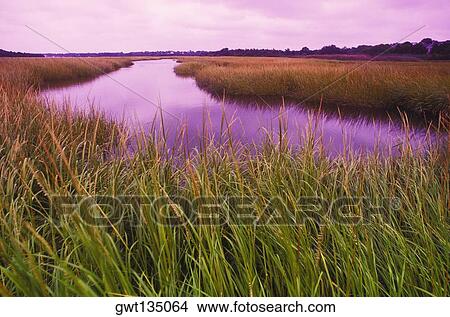Stream flowing through a landscape, Cape Cod, Massachusetts, USA View Large Photo Image Picture - Stream flowing through a landscape, Cape Cod, Massachusetts, USA . Fotosearch