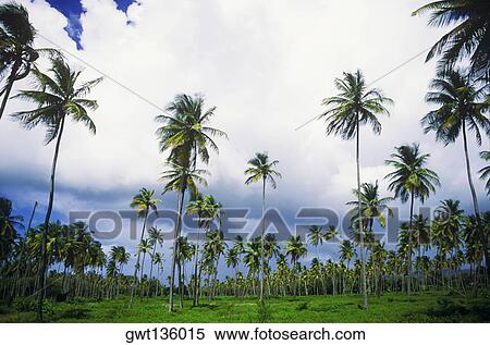 Low angle view of clouds over palm trees, Caribbean View Large Photo Image Stock Photography - Low angle view of clouds over palm trees, Caribbean. Fotosearch