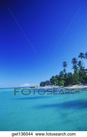 Picture - Palm trees on the beach, Caribbean. Fotosearch