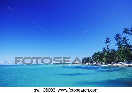 Palm trees on the beach, Caribbean View Large Photo Image Stock Image - Palm trees on the beach, Caribbean. Fotosearch