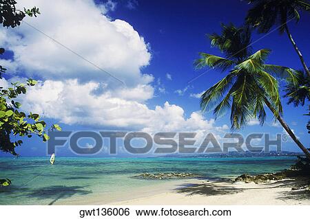 Palm trees on the beach, Caribbean View Large Photo Image Stock Photograph - Palm trees on the beach, Caribbean. Fotosearch