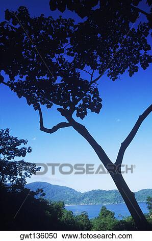 Stock Image - Silhouette of a tree. Fotosearch