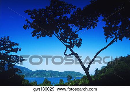 Stock Photo - Silhouette of a tree. Fotosearch