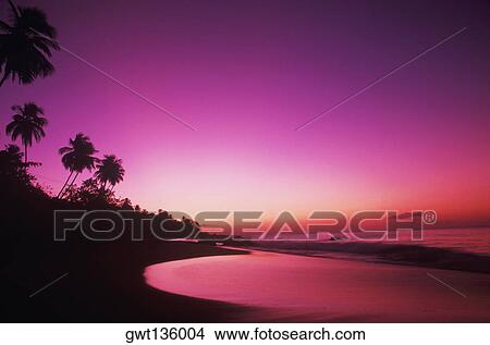 Silhouette of palm trees on the beach, Caribbean View Large Photo Image Picture - Silhouette of palm trees on the beach, Caribbean. Fotosearch