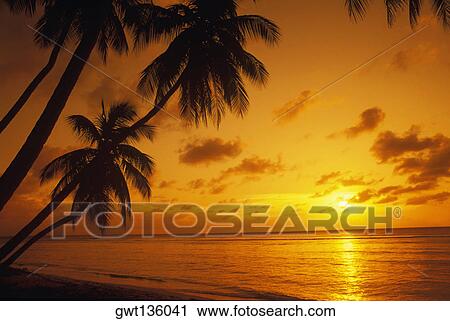 Stock Image - Silhouette of palm trees on the beach, Caribbean. Fotosearch