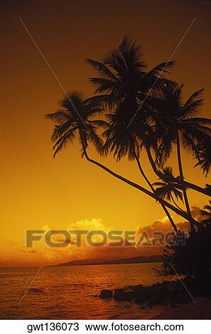Silhouette of palm trees on the beach, Caribbean View Large Photo Image Stock Image - Silhouette of palm trees on the beach, Caribbean. Fotosearch