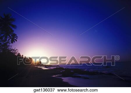 Silhouette of palm trees on the beach, Caribbean View Large Photo Image Stock Photo - Silhouette of palm trees on the beach, Caribbean. Fotosearch