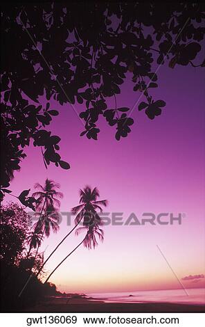 Silhouette of palm trees on the beach, Caribbean View Large Photo Image Stock Photo - Silhouette of palm trees on the beach, Caribbean. Fotosearch