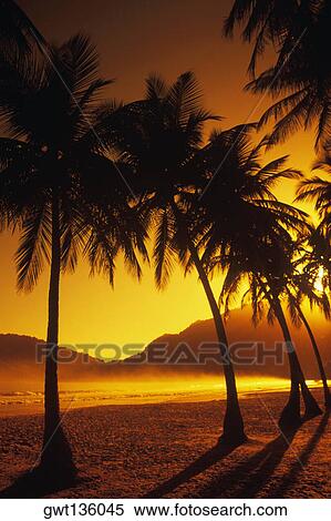 Silhouette of palm trees on the beach, Caribbean View Large Photo Image Stock Photography - Silhouette of palm trees on the beach, Caribbean. Fotosearch