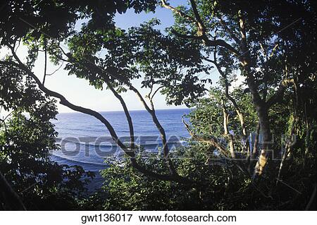 Stock Photo - Trees by the sea, Caribbean. Fotosearch
