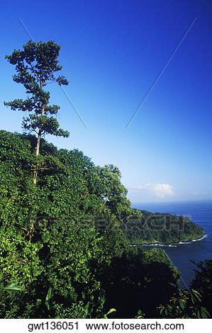 Trees on a hill, Caribbean View Large Photo Image Stock Image - Trees on a hill, Caribbean. Fotosearch