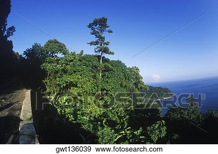Stock Photo - Trees on a hill, Caribbean. Fotosearch