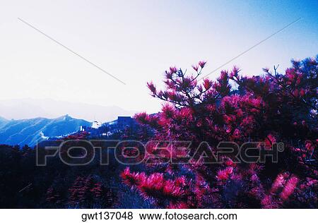 Stock Photo - Dense foliage along a wall, Great Wall Of China, China. Fotosearch