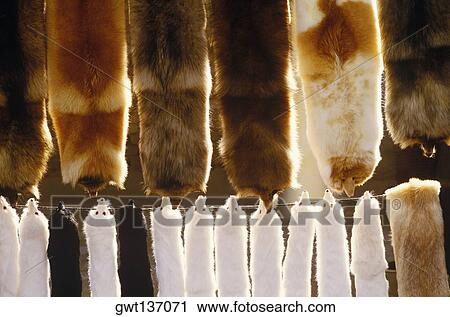 Fox skins hanging on a line View Large Photo Image Stock Image - Fox skins hanging on a line. Fotosearch