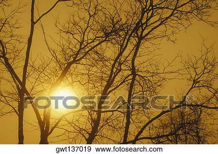 Low angle view of the sun shining behind bare trees, China View Large Photo Image Stock Photo - Low angle view of the sun shining behind bare trees, China. Fotosearch