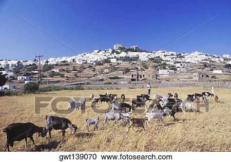 Herd of goats grazing in a field View Large Photo Image Stock Image - Herd of goats grazing in a field. Fotosearch