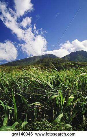 Field on a landscape, Hawaii, USA View Large Photo Image Stock Photograph - Field on a landscape, Hawaii, USA. Fotosearch