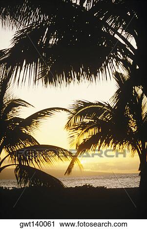 Stock Image - Low angle view of palm trees on the beach, Hawaii, USA. Fotosearch