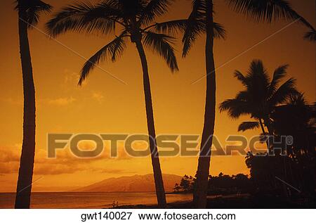 Low angle view of palm trees on the beach, Hawaii, USA View Large Photo Image Stock Photo - Low angle view of palm trees on the beach, Hawaii, USA. Fotosearch