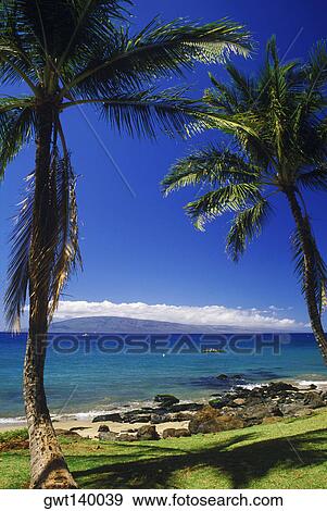 Stock Photo - Low angle view of two palm trees on the beach, Hawaii, USA. Fotosearch