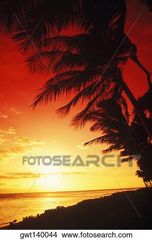 Palm trees on the beach, Hawaii, USA View Large Photo Image Picture - Palm trees on the beach, Hawaii, USA. Fotosearch