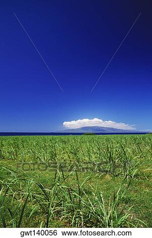 Panoramic view of a field, Hawaii, USA View Large Photo Image Stock Photograph - Panoramic view of a field, Hawaii, USA. Fotosearch