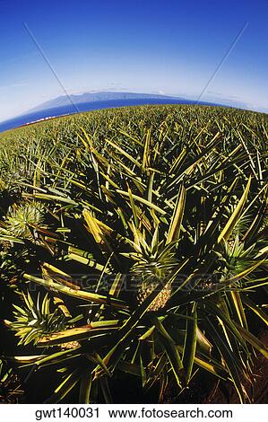 Stock Image - Pineapple growing in a field, Hawaii, USA. Fotosearch