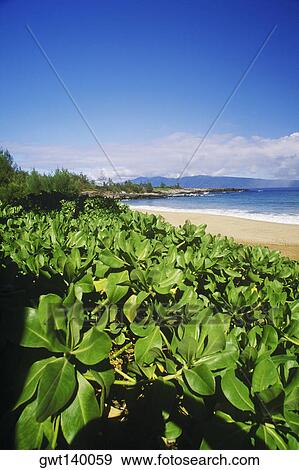 Stock Photo - Plants growing along the beach, Hawaii, USA. Fotosearch