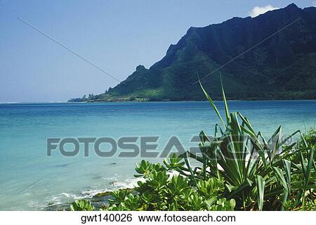 Plants on the beach, Hawaii, USA View Large Photo Image Stock Photograph - Plants on the beach, Hawaii, USA. Fotosearch