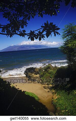 Rocks and trees on the beach, Hawaii, USA View Large Photo Image Stock Photography - Rocks and trees on the beach, Hawaii, USA. Fotosearch