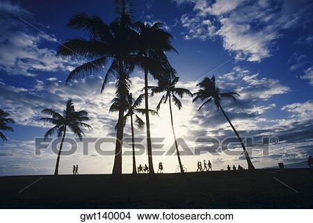 Picture - Silhouette of palm trees, Hawaii, USA. Fotosearch