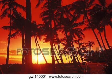 Silhouette of palm trees on the beach, Hawaii, USA View Large Photo Image Stock Image - Silhouette of palm trees on the beach, Hawaii, USA. Fotosearch