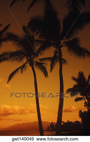 Stock Photo - Silhouette of palm trees on the beach, Hawaii, USA. Fotosearch