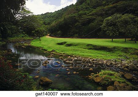 Stream flowing in a forest, Hawaii, USA View Large Photo Image Stock Photo - Stream flowing in a forest, Hawaii, USA. Fotosearch