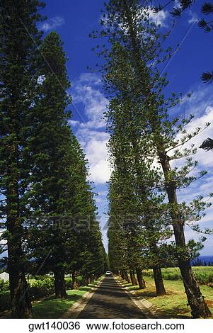 Stock Photograph - Trees along a road, Hawaii, USA. Fotosearch