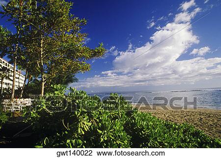 Stock Image - Trees and plants on the beach, Hawaii, USA. Fotosearch