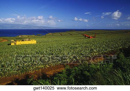 Truck in field, Hawaii, USA View Large Photo Image Stock Photography - Truck in field, Hawaii, USA. Fotosearch