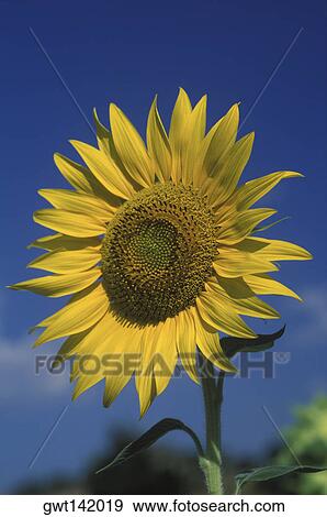 Close-up of a sunflower View Large Photo Image Stock Photo - Close-up of a sunflower. Fotosearch