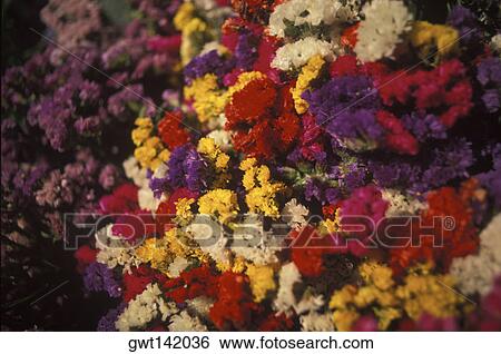 Stock Photograph - Close-up of flowers. Fotosearch