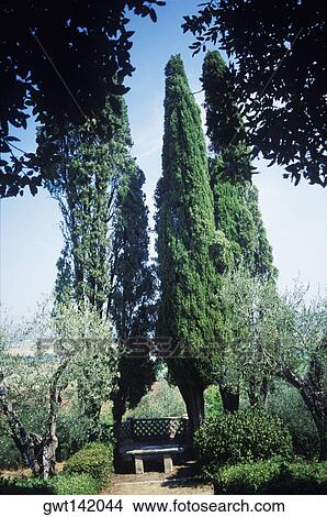 Picture - Trees in a park, Italy. Fotosearch