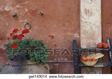 Close-up of a potted plant in front of a wall View Large Photo Image Picture - Close-up of a potted plant in front of a wall. Fotosearch