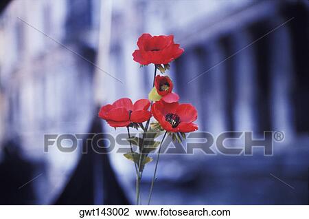 Close-up of a red flowers in front of a building, Italy View Large Photo Image Stock Image - Close-up of a red flowers in front of a building, Italy. Fotosearch