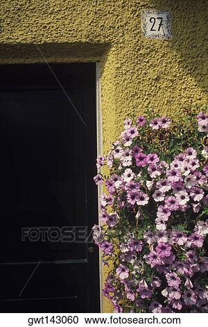 Flowers growing near a wall in front of a harbor View Large Photo Image Stock Image - Flowers growing near a wall in front of a harbor. Fotosearch