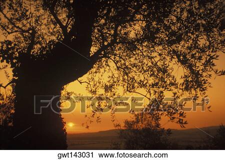 Silhouette of a tree, Italy View Large Photo Image Stock Image - Silhouette of a tree, Italy. Fotosearch