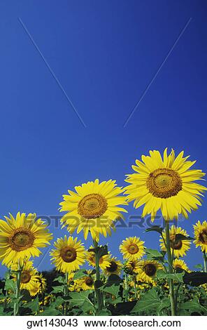 Sunflowers growing in a field, Italy View Large Photo Image Stock Image - Sunflowers growing in a field, Italy. Fotosearch