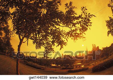 Tree on a field, Singapore View Large Photo Image Stock Photo - Tree on a field, Singapore. Fotosearch